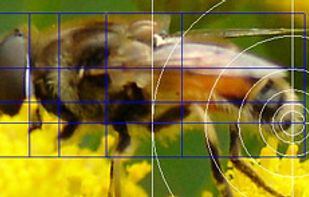 Atrise Golden Section screenshot 3