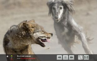 Slideshow Player screenshot 1