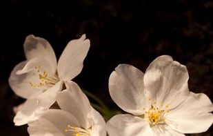 Cherry Blossom Wallpapers screenshot 1