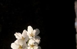 Cherry Blossom Wallpapers screenshot 2