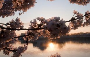 Cherry Blossom Wallpapers screenshot 3