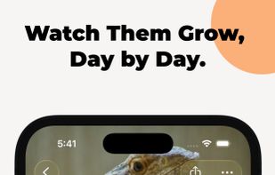 Beardie Days screenshot 2