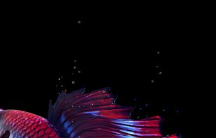 Betta Fish Live Wallpaper screenshot 1