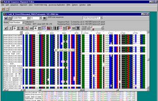BioEdit screenshot 1