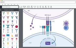 BioRender screenshot 1