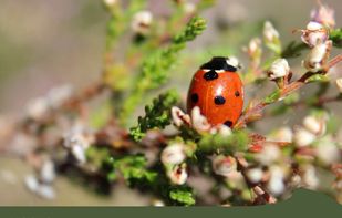 Bootstrap screenshot 3