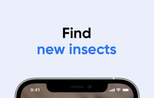 Bug Identifier screenshot 3