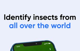 Bug Identifier screenshot 1