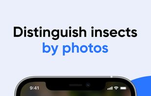 Bug Identifier screenshot 2