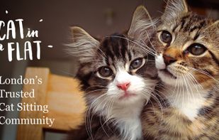 Cat in a Flat screenshot 1