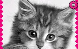 cats lock screen ziper