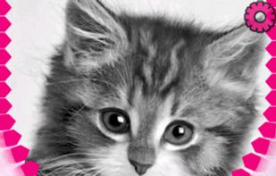 cats lock screen ziper