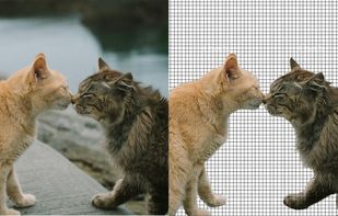 An animal portrait processed using ClipBG's background removal combined with its native AI 2X Upscale feature. The split view demonstrates how the AI preserves intricate textures like cat fur and whiskers, while simultaneously enhancing the overall image resolution. Users can apply both background removal and upscaling in a single request.