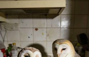 Generation preview showing an AI-created image and action options.