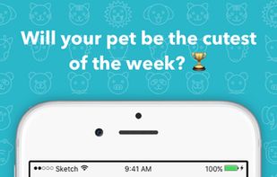 Cutesy - The cutest pets! screenshot 3