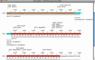 Text map shows DNA sequence, translation, and features as text-based graphics 