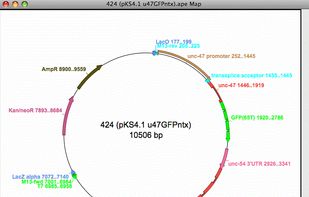 Creates graphic restriction maps- linear or circular with features indicated 