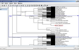 Dendroscope screenshot 2