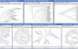 Dendroscope screenshot 1