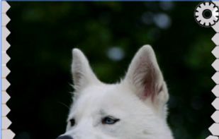 dogs lock screen zipper