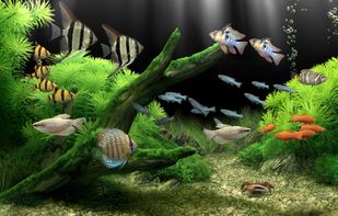 Dream Aquarium screenshot 1