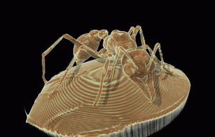 Drishti screenshot 1