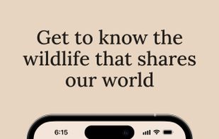 Get full species profiles with traits, fun facts, risk levels, and guidance on how to safely interact with the wildlife you find.