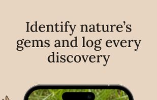 Snap a photo and Fauna identifies the species with a confidence score, plus shows lookalikes so you can tell similar species apart.
