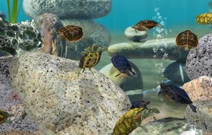 Fish Farm screenshot 3