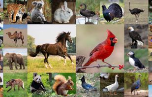 Flashcards for Kids. screenshot 2