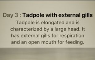 Froggipedia screenshot 2