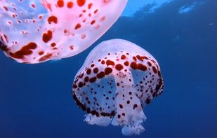 Google Veo screenshot 1