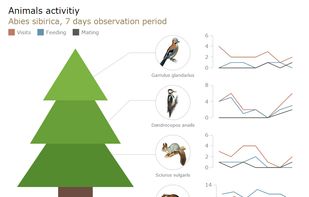 Animals activity, infographics