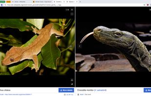 Helium Browser screenshot 2
