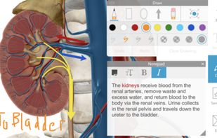Human Anatomy Atlas 2020 screenshot 3