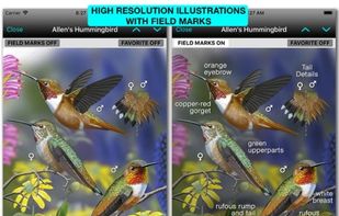 iBird Pro Guide to Birds screenshot 2