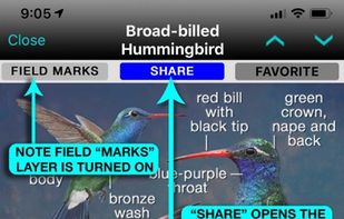iBird Pro Guide to Birds screenshot 1