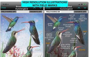 iBird Ultimate Guide to Birds screenshot 1