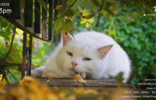 Immich Kiosk screenshot 1