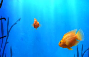 iQuarium screenshot 1