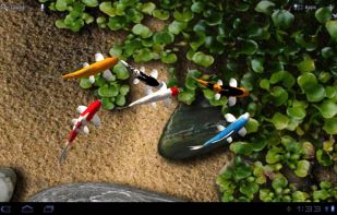 Koi Live Wallpaper screenshot 1