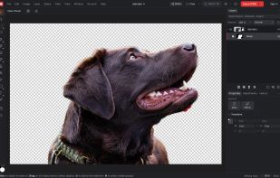 koi.photo screenshot 1