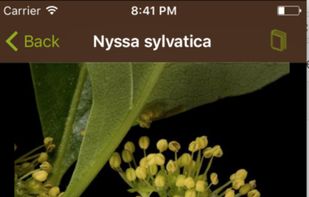 Leafsnap screenshot 2