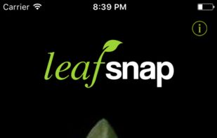 Leafsnap screenshot 1