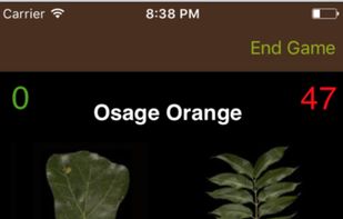 Leafsnap screenshot 3
