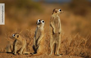 makeMeGoogly screenshot 1