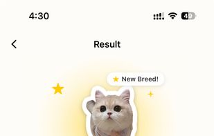 identify cat breeds result