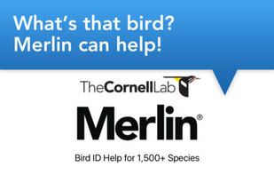 Merlin Bird ID screenshot 1