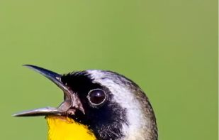 Merlin Bird ID screenshot 1