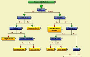 MindFusion Diagramming for WinForms screenshot 3